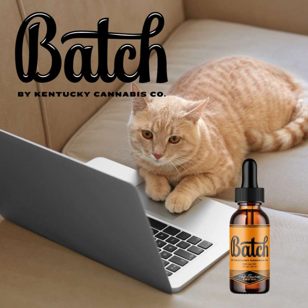 cat-learning-cbd-laptop A curious cat looking at a laptop while learning about CBD for Cats from The Kentucky Cannabis Company